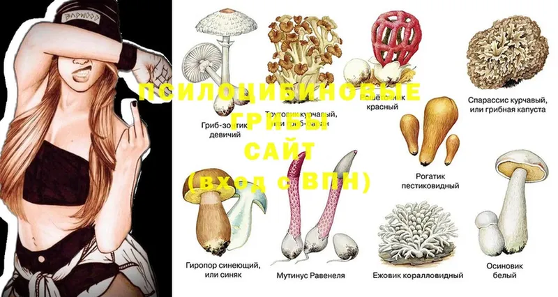 Галлюциногенные грибы мицелий  Миньяр 